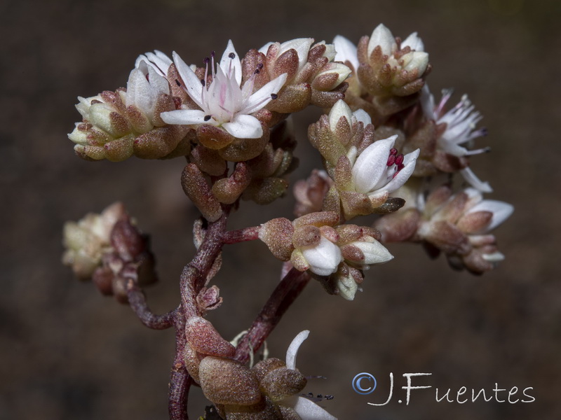 Sedum arenarium.05