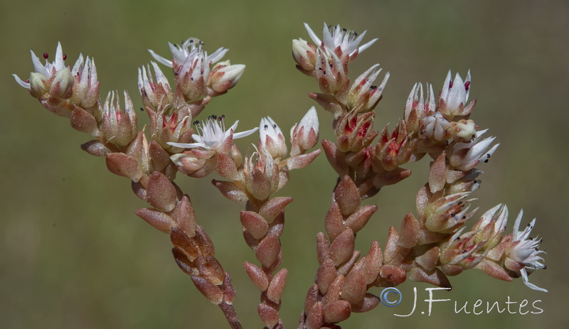 Sedum arenarium.09