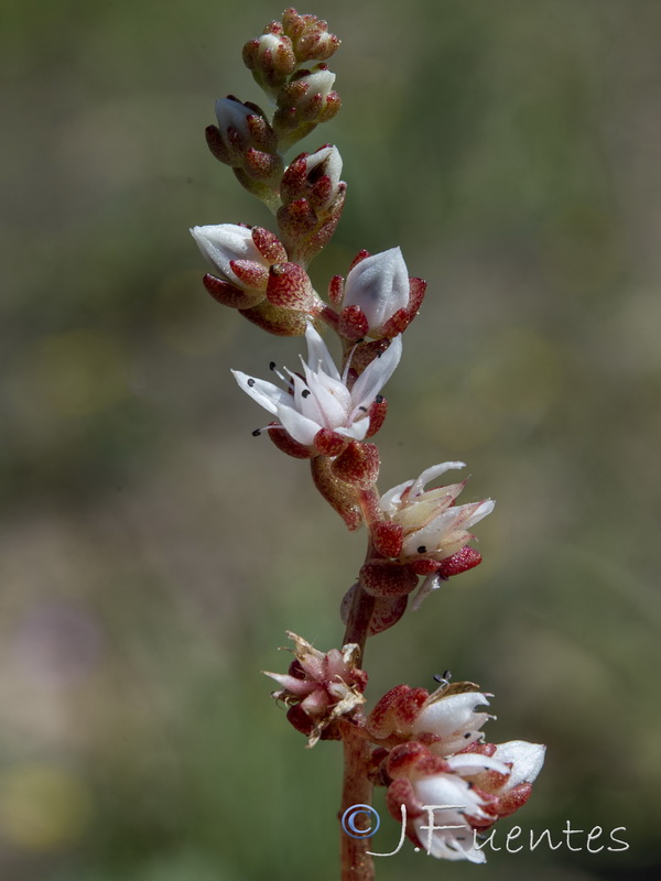 Sedum arenarium.10