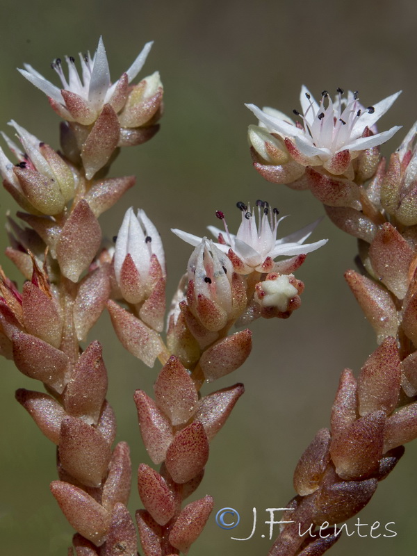 Sedum arenarium.11