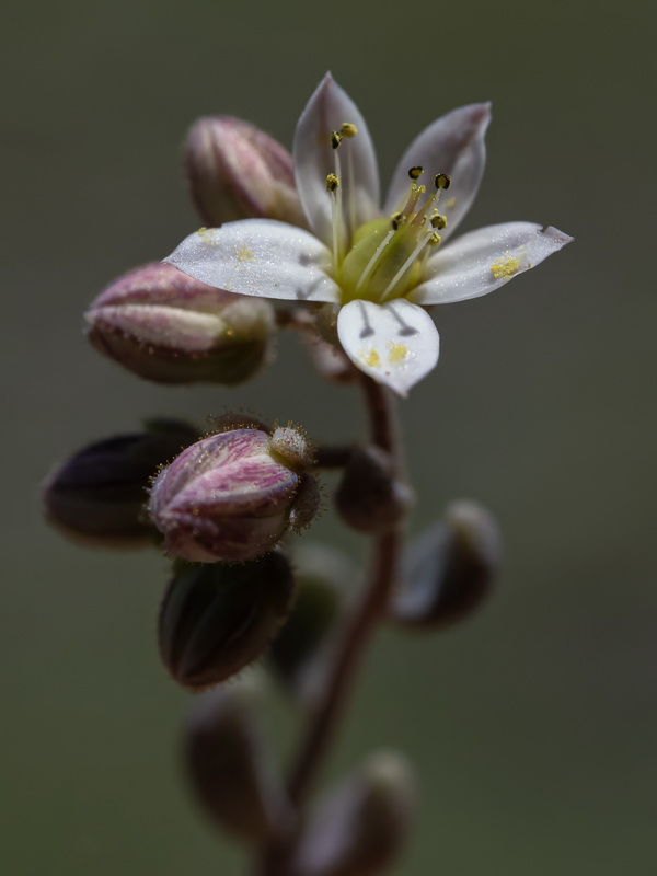 Sedum dasyphyllum glanduliferum.01