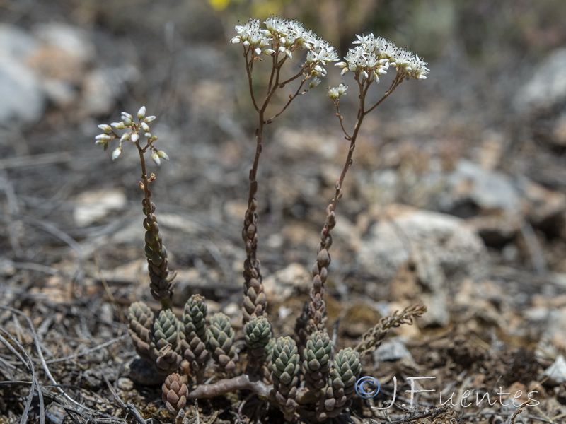 Sedum gypsicola.01