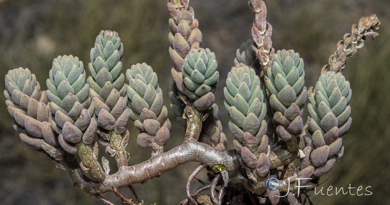 Sedum gypsicola.02