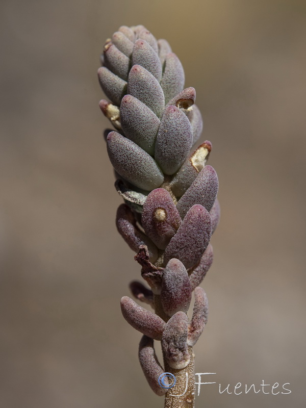 Sedum gypsicola.03