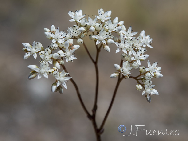 Sedum gypsicola.04