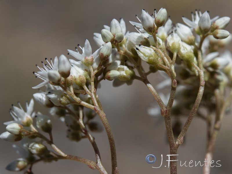 Sedum gypsicola.05