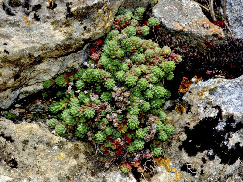 Sedum hirsutum hirsutum.02