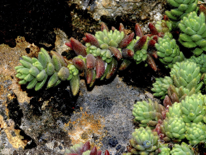 Sedum hirsutum hirsutum.03