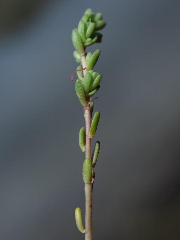 Sedum melanantherum.27