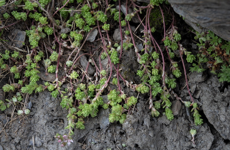 Sedum melanantherum.28