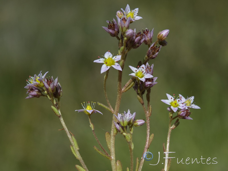 Sedum villosum villosum.11