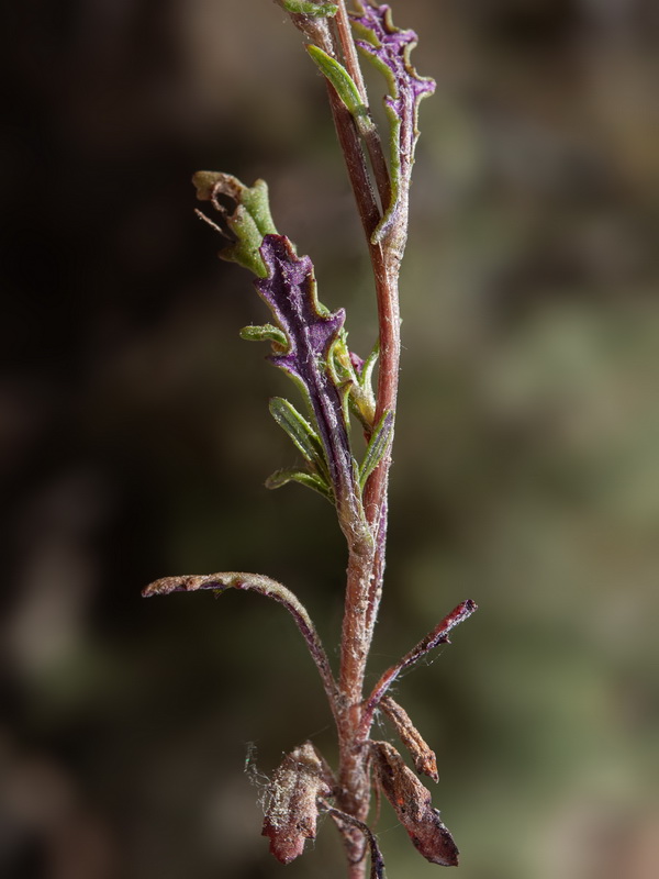 Senecio glaucus.06