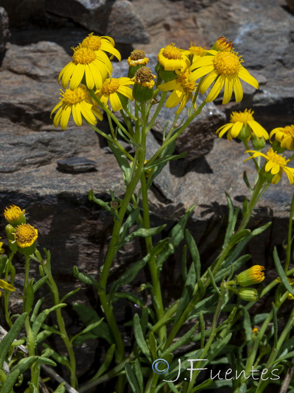 Senecio nevadensis.35