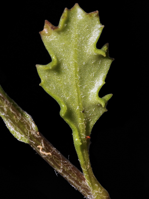 Senecio vulgaris.05