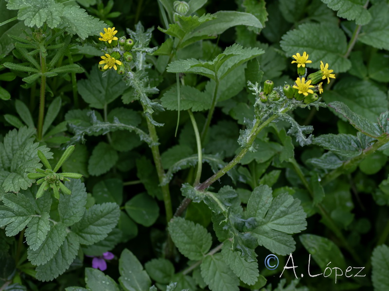 Senecio vulgaris.29