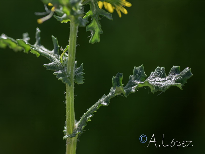 Senecio vulgaris.30