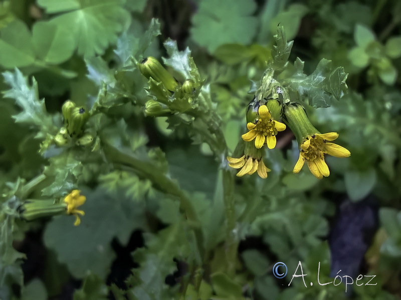 Senecio vulgaris.32