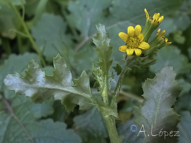 Senecio vulgaris.33