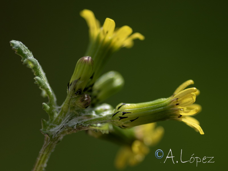 Senecio vulgaris.36