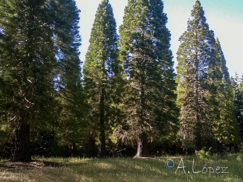 Sequoiadendron giganteum.02