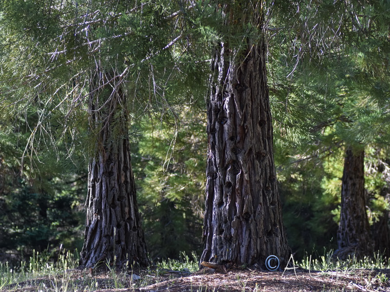 Sequoiadendron giganteum.03