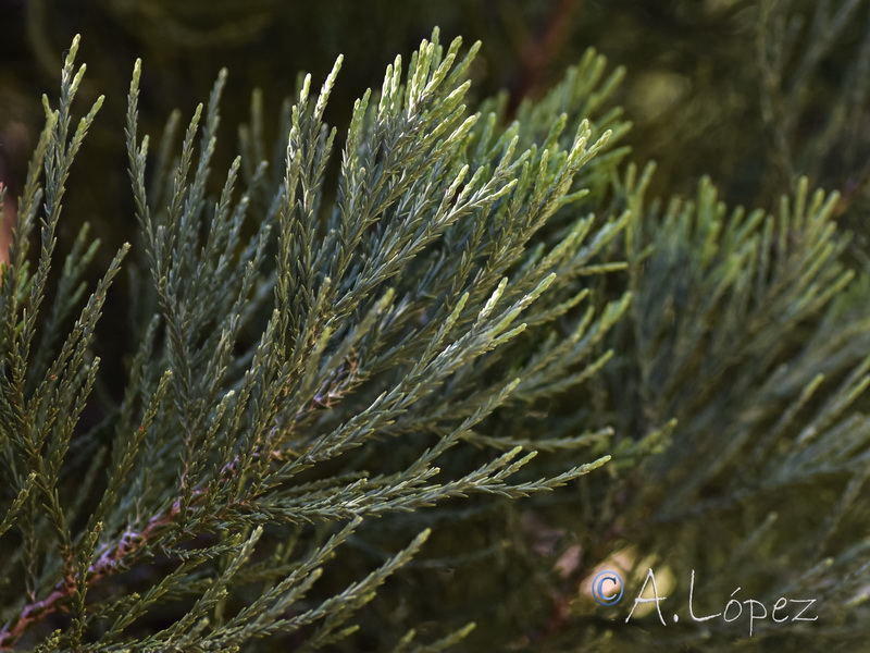 Sequoiadendron giganteum.05