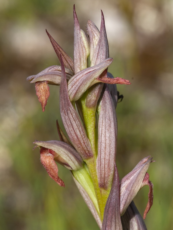 Serapias parviflora.13