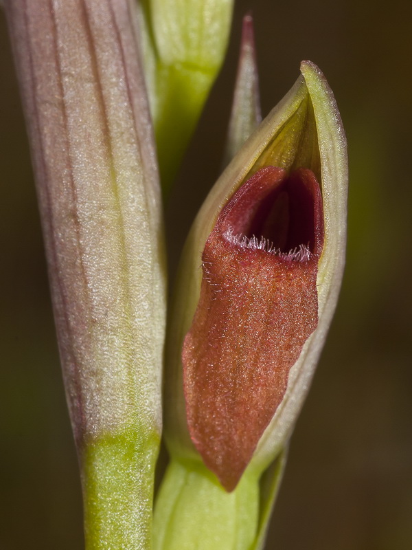 Serapias parviflora.30