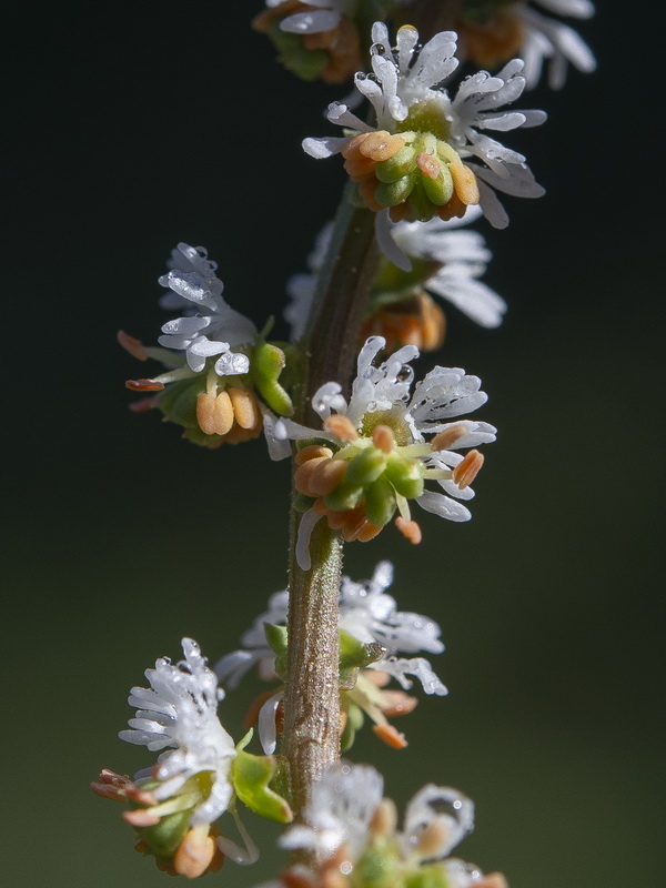 Sesamoides purpurascens purpurascens.14