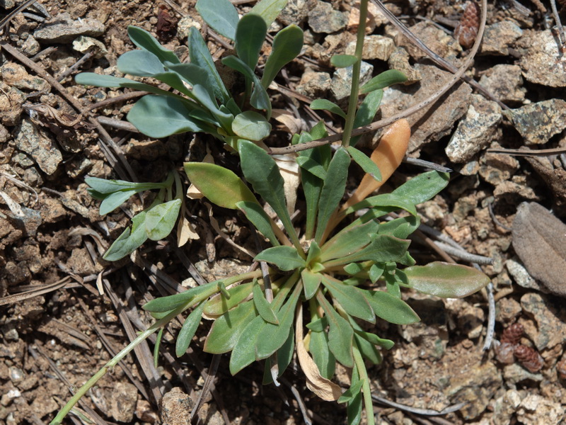 Sesamoides purpurascens purpurascens.17