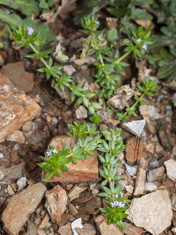 Sherardia arvensis