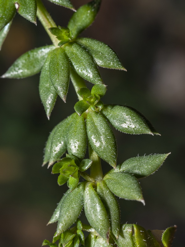 Sherardia arvensis.03