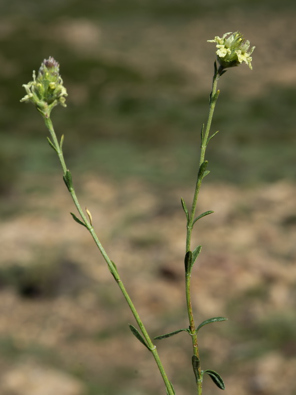 Sideritis glacialis virens.19