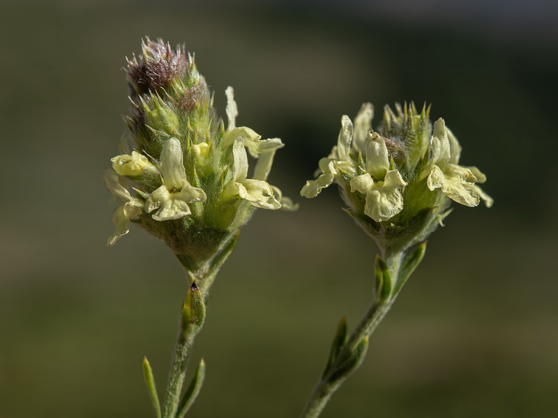 Sideritis glacialis virens.17