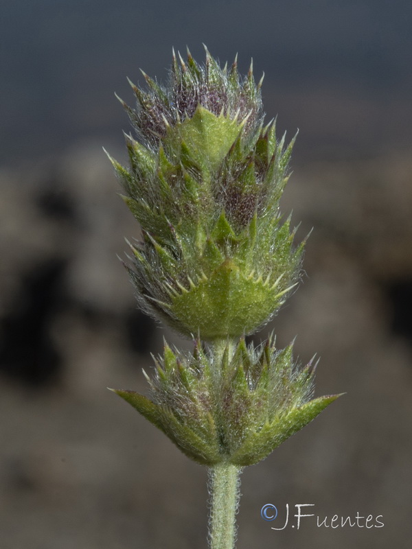 Sideritis glacialis virens.23