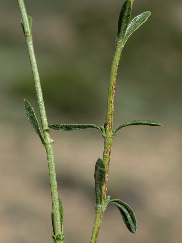 Sideritis glacialis virens.17