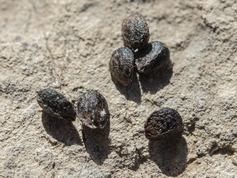 Sideritis glacialis virens.25