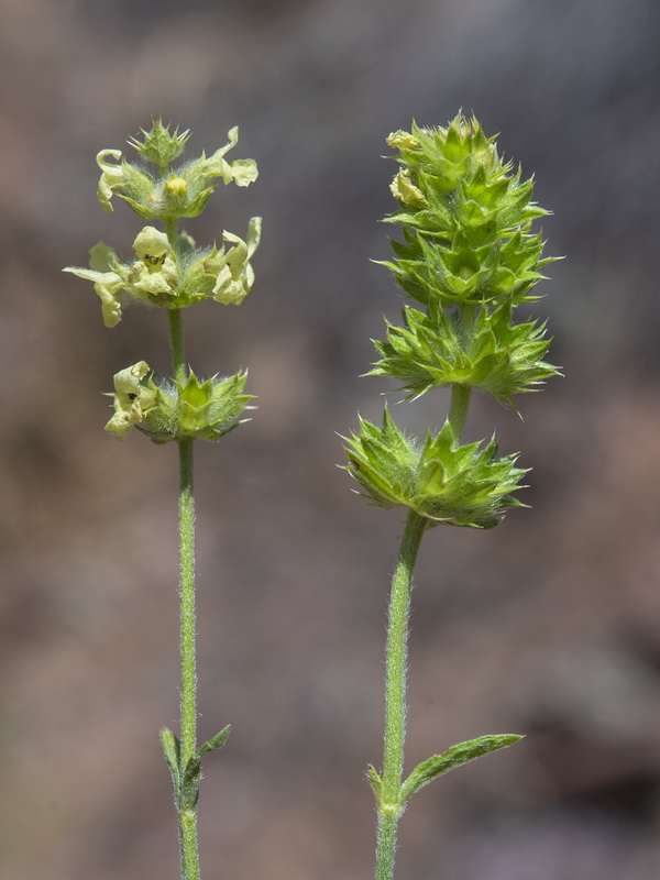 Sideritis lacaitae.02