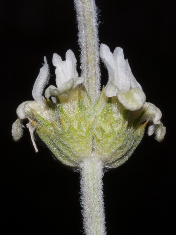 Sideritis leucantha incana.14