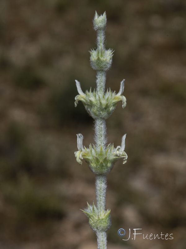 Sideritis leucantha incana.25