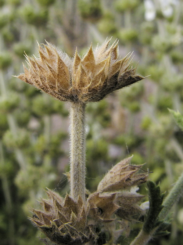 Sideritis pusila alhamillensis.32