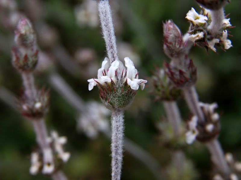 Sideritis pusilla alhamillensis.06