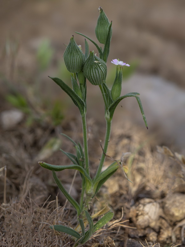 Silene conica conica.19