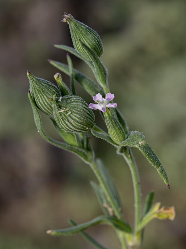 Silene conica conica.20