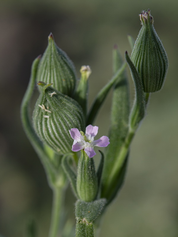 Silene conica conica.21