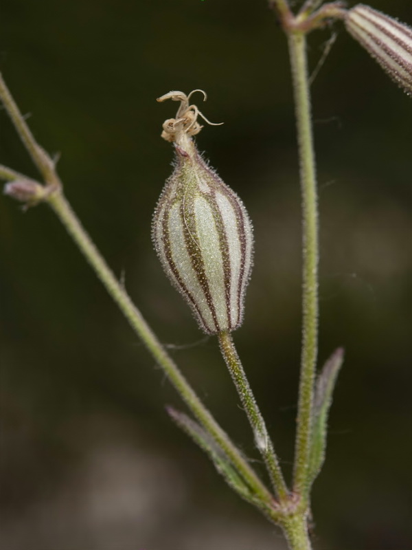 Silene germana.12