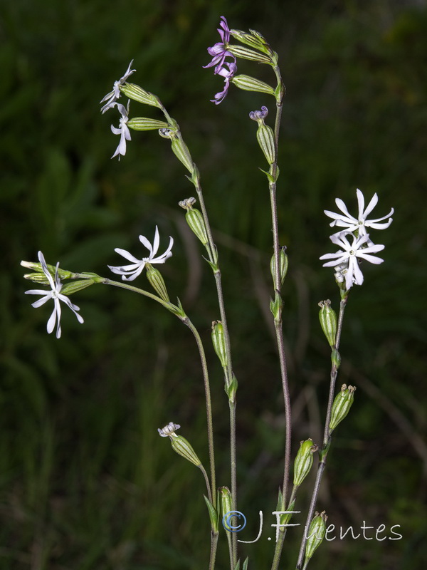 Silene gracilis.01