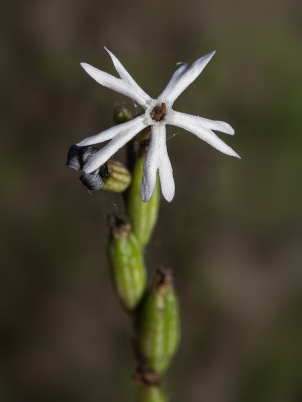 Silene nocturna.16