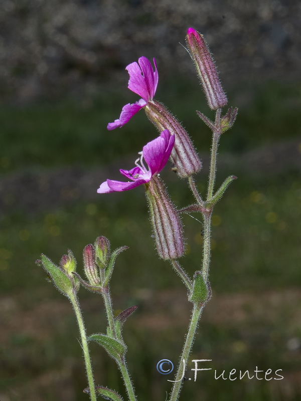 Silene psammitis psammitis.05