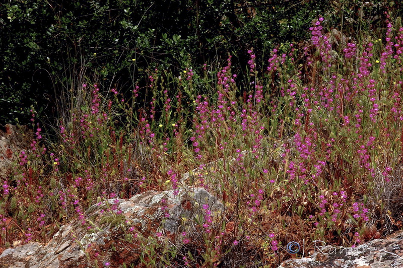 Silene scabriflora tuberculata.01